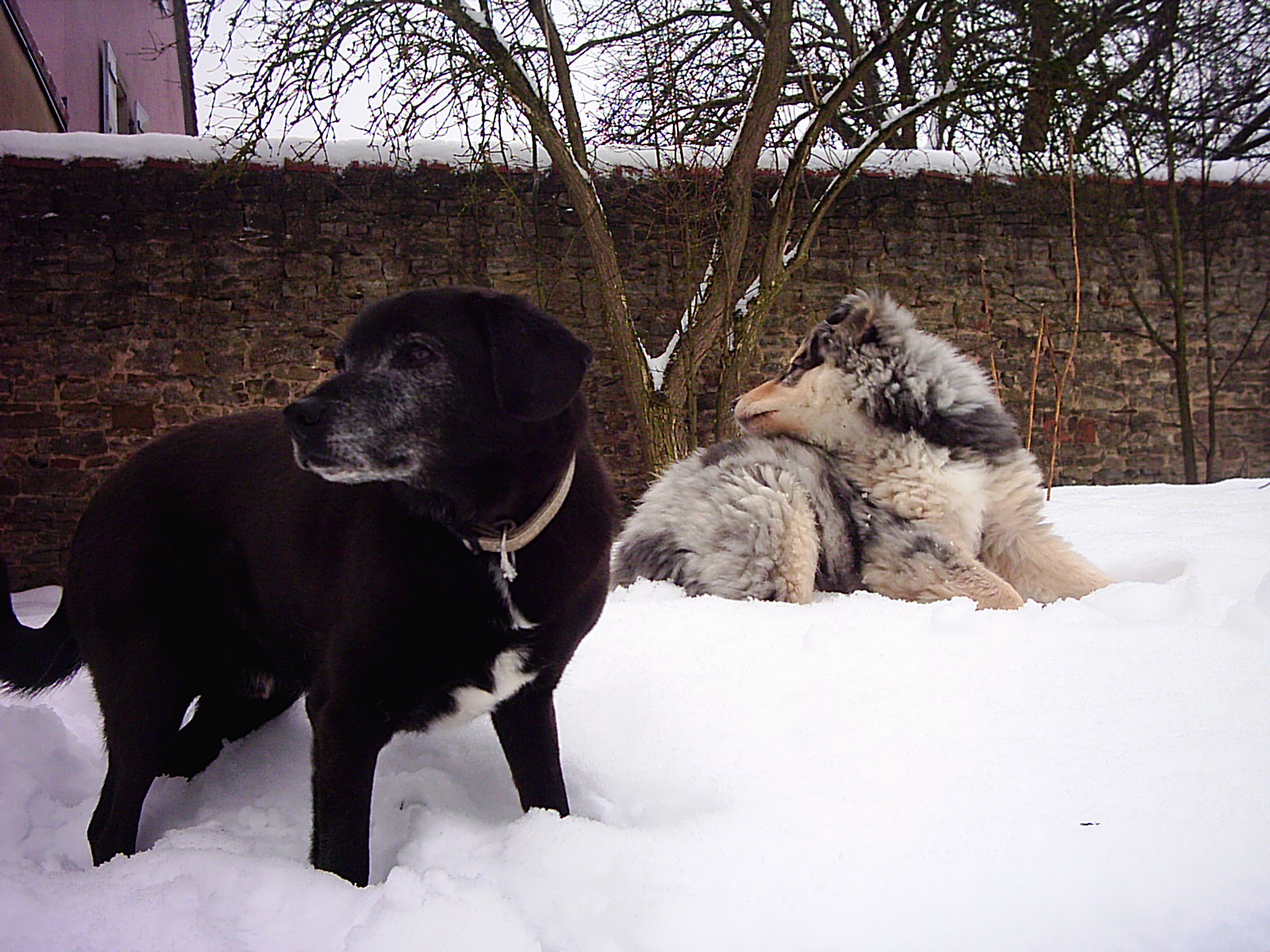 Taco (Labrador, Dackel, Spitz) Dackel Labrador Spitz 